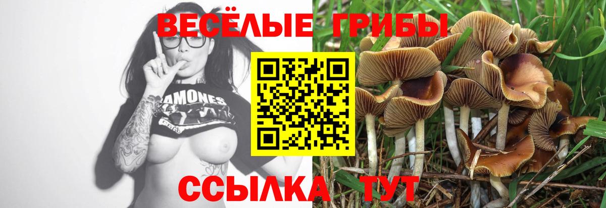 Псилоцибиновые грибы Psilocybe Назарово